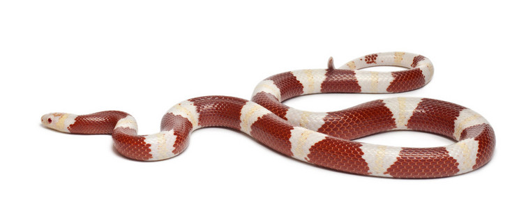 白化病牛奶蛇或 milksnake,lampropeltis 座孢子虫,在白色背景前照片