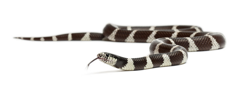 东部 kingsnake 或共同 kingsnake，lampropeltis getula californiae，在白色背景