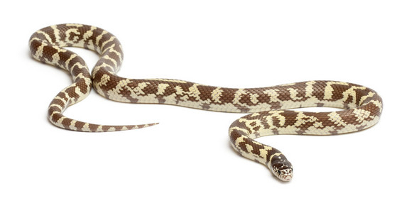 香蕉东部 kingsnake 或共同 kingsnake，lampropeltis getula californiae，在白色