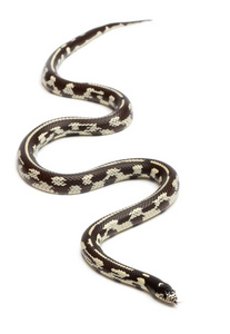 abberant 东部 kingsnake 或共同 kingsnake，lampropeltis getula californ