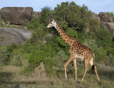 在塞伦盖蒂国家公园，坦桑尼亚，非洲的长颈鹿