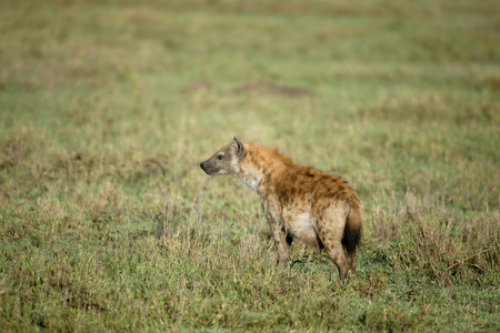 在塞伦盖蒂国家公园，坦桑尼亚，非洲鬣狗