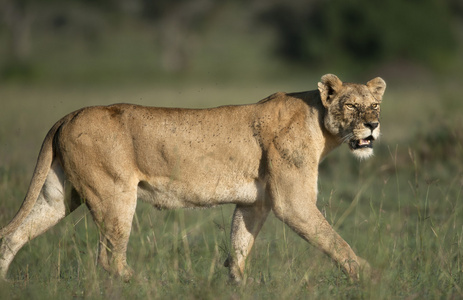在塞伦盖蒂国家公园，坦桑尼亚，非洲母狮