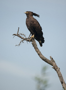 长凤头鹰，lophaetus 颞，在塞伦盖蒂国家公园，坦桑尼亚，非洲