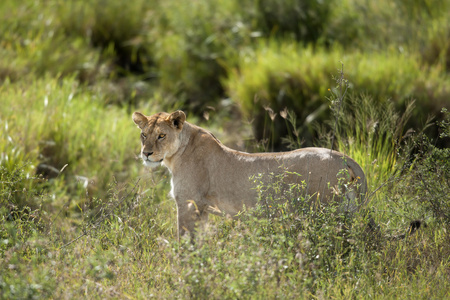 塞伦盖蒂国家公园，坦桑尼亚，非洲母狮