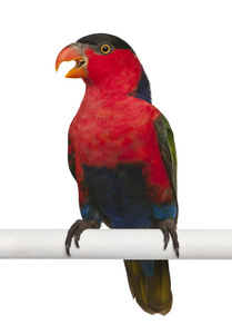 黑头 lory，lorius lory 也称为西方黑头 lory 或 tricolored lory，栖息在白色背景前的一只鹦鹉