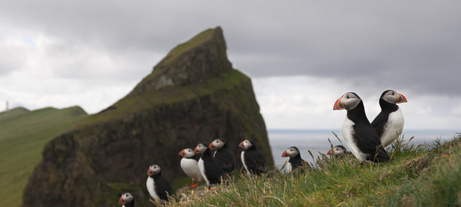大西洋海雀或共同海雀，fratercula arctica，mykines，法罗群岛上