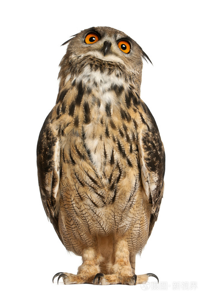 欧亚雕, 腹股沟, 老鹰猫头鹰,站在白色背景前的一个物种的肖像