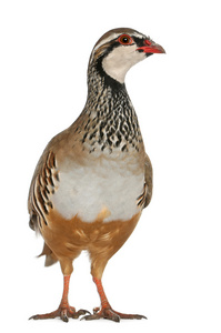 红腿鹧鸪或法国鹧鸪，石鸡山梨，一只雉，站在白色背景前的游戏鸟