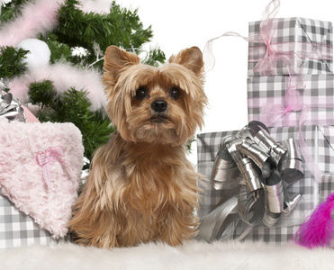 约克夏犬，1 岁，坐在一起的圣诞树和在白色背景前的礼物