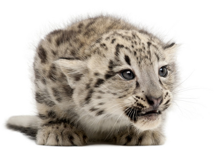雪豹 温西亚温西亚或中药 uncial，2 个月大，前面的白色背景