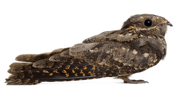 欧洲 nightjar 或只是 nightjar，caprimulgus 刺猬，在白色背景前