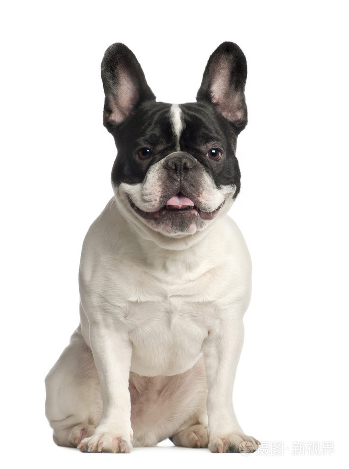 法国斗牛犬2岁坐在白色背景前的肖像