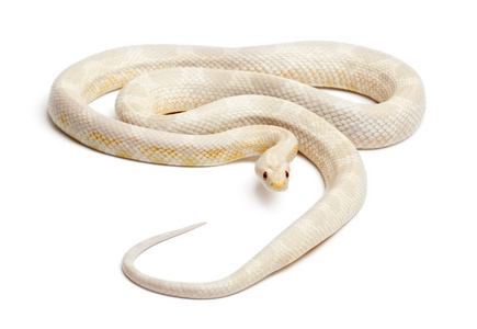 雪玉米蛇或红色老鼠蛇，pantherophis guttatus，在白色背景前
