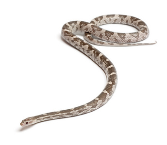 熏衣草玉米蛇或红色老鼠蛇，pantherophis guttatus，在白色背景前