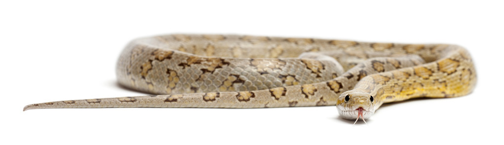 琥珀色的玉米蛇，pantherophis guttatus，在白色背景前