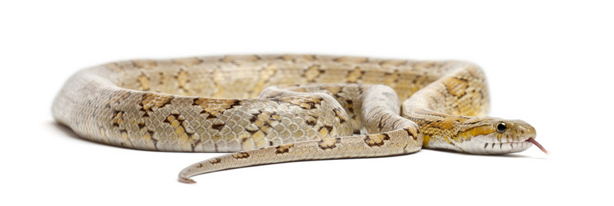 琥珀色的玉米蛇，pantherophis guttatus，在白色背景前