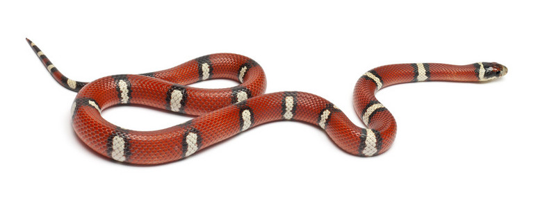 牛奶蛇或 milksnake,lampropeltis 座孢子虫,在白色背景前照片