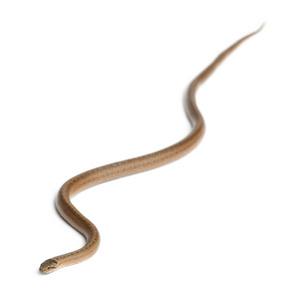 光滑的蛇，奥地利黑松 coronella，在白色背景前