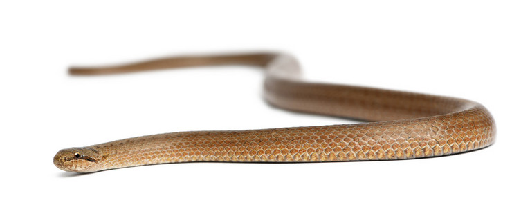 光滑的蛇，奥地利黑松 coronella，在白色背景前