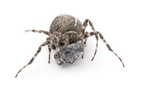 欧洲花园蜘蛛 王冠蜘蛛 交叉蜘蛛或交叉 orbweaver,diadematus 大腹