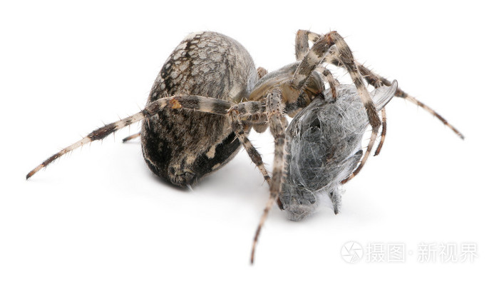 王冠蜘蛛 交叉蜘蛛或交叉 orbweaver,diadematus 大腹,吃在白色背景