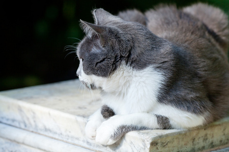 室外街猫的肖像