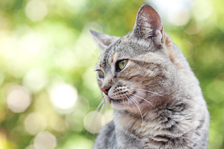 室外条纹猫的肖像