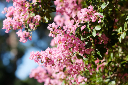 粉色的花在绿色树上