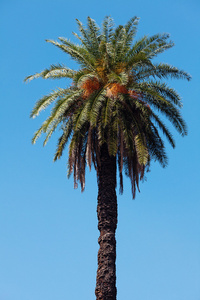 Palm tree on the backgroundsouthern blue sky