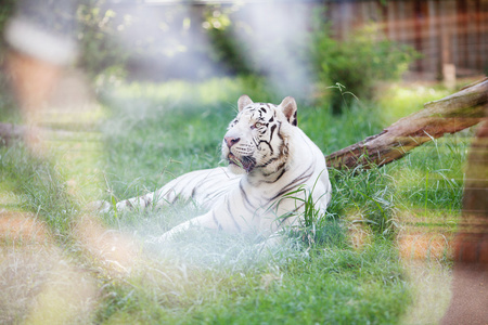 打开笼子在动物园里的白老虎