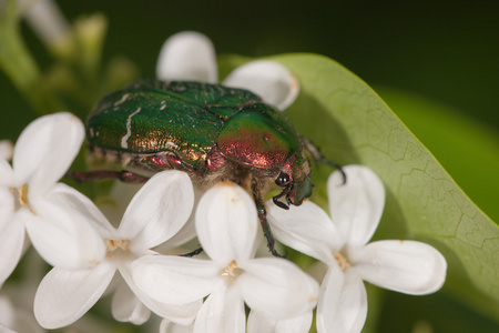 5 月bug 的肖像