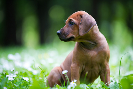 罗得西亚 ridgeback 小狗户外