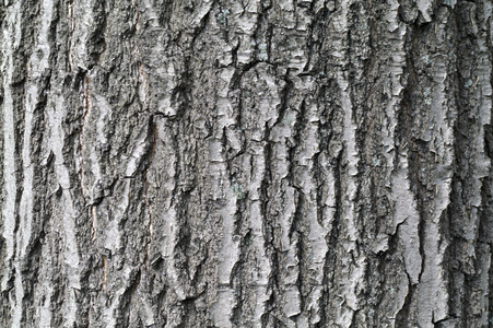 橡木树树皮纹理背景