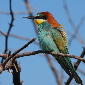 肖像欧洲食蜂鸟，merops apiaster