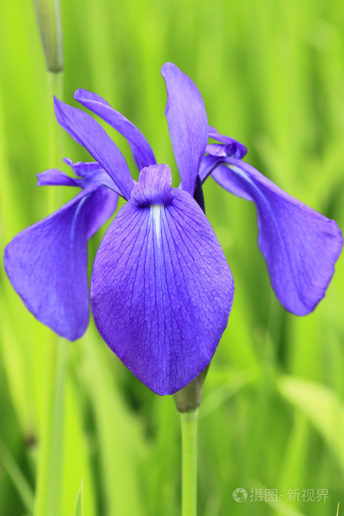 集团的紫色鸢尾花在春天阳光灿烂的日子