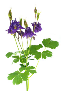 盛开 aquilegia