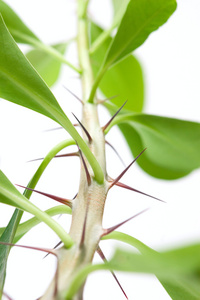 带刺植物名称图片