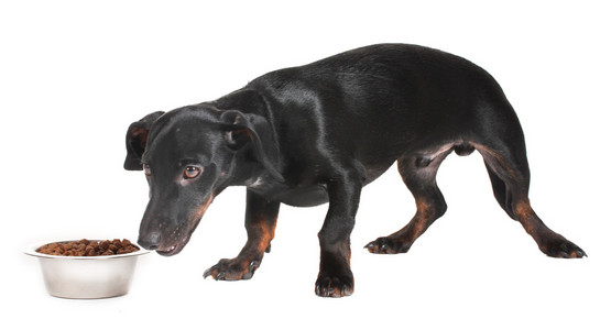 黑色的小小的腊肠狗的狗和孤立在白色的食物