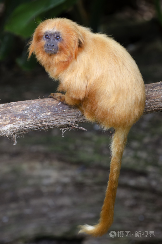 野生动物保护和动物金狮狨