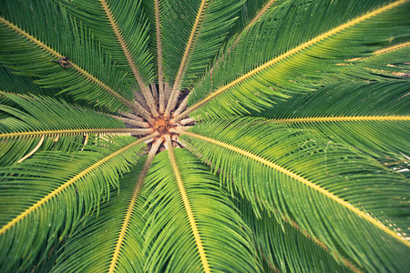 棕榈树的叶子，特写视图
