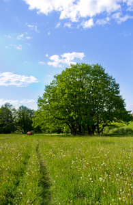 夏天实地风景