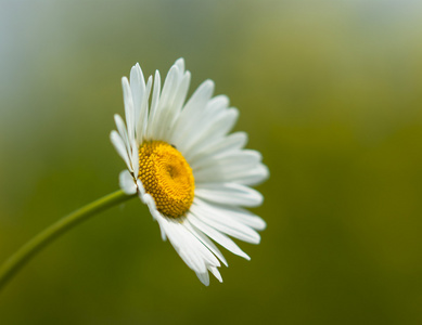 花卉