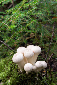 勃蘑菇