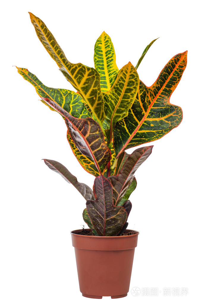 室内植物变叶木混合
