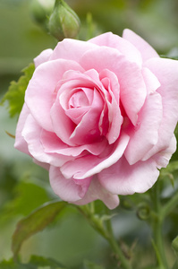粉红色的玫瑰花园