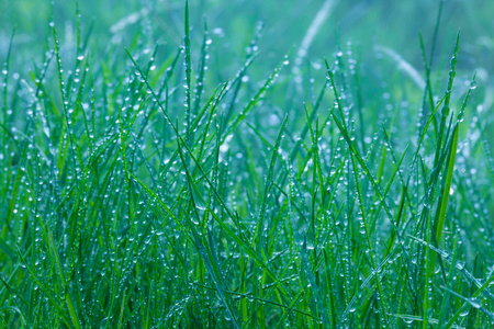 雨下春天绿草特写