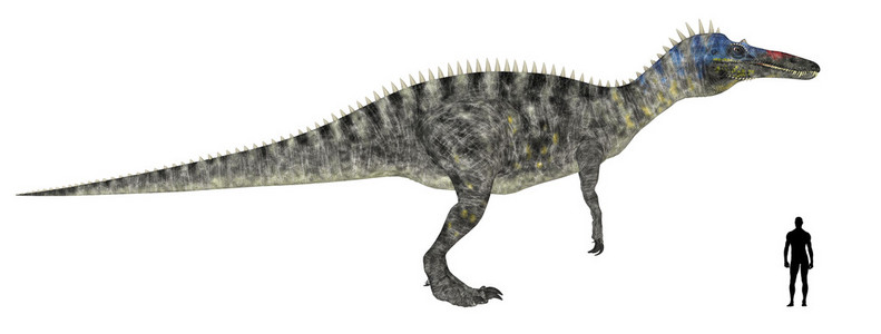 suchomimus 大小比较