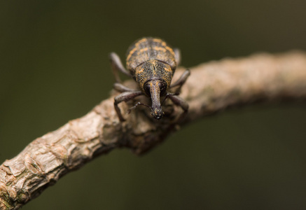 鼻虫松树皮象对策照片