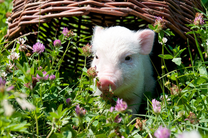 越南猪阳光明媚的日子小猪吃草